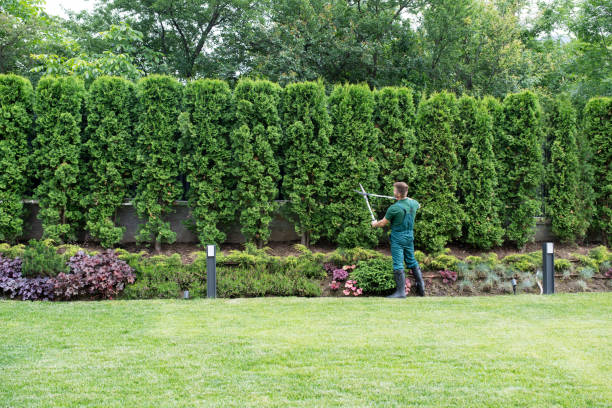 Professional Tree Removal and Landscaping Services in Park View, IA